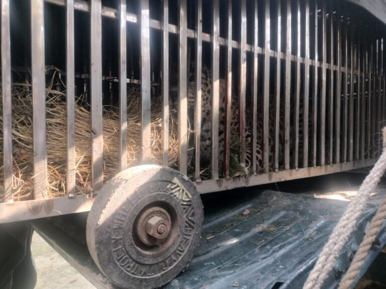 मंगोली का आदमखोर गुलदार पकड़ा गया, क्षेत्र अब पूरी तरह सुरक्षित