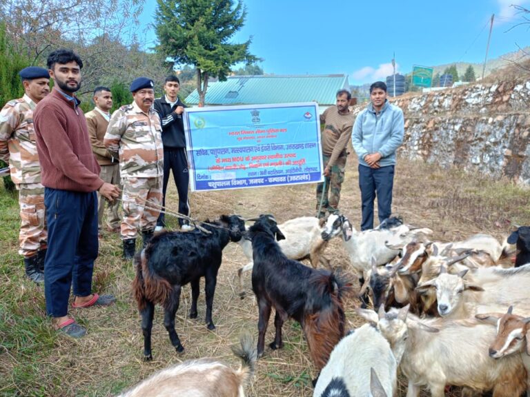 आईटीबीपी को 800 किलो जीवित बकरी : स्थानीय पशुपालकों की बड़ी सप्लाई