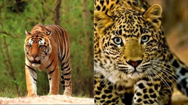 हल्द्वानी: गुलदार दिखने के बाद वन विभाग अलर्ट, लोगों को किया जा रहा सतर्क