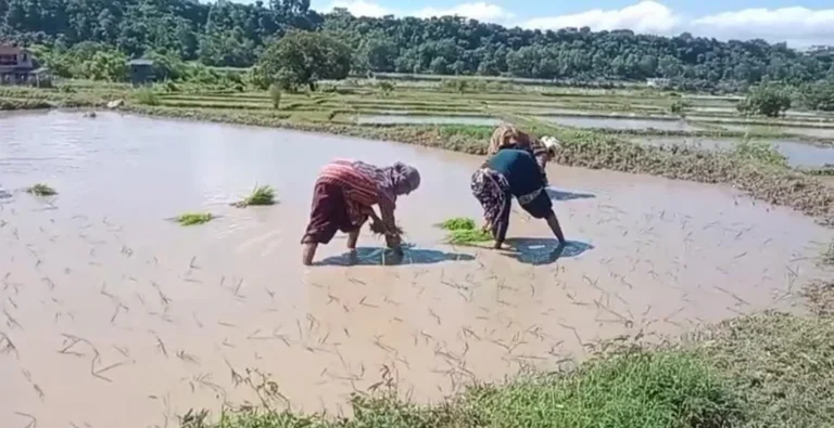 देहरादून में विलुप्त होती दून बासमती की खुशबू लौटाने के प्रयास तेज: 75 हेक्टेयर में 160 किसानों ने शुरू की रोपाई