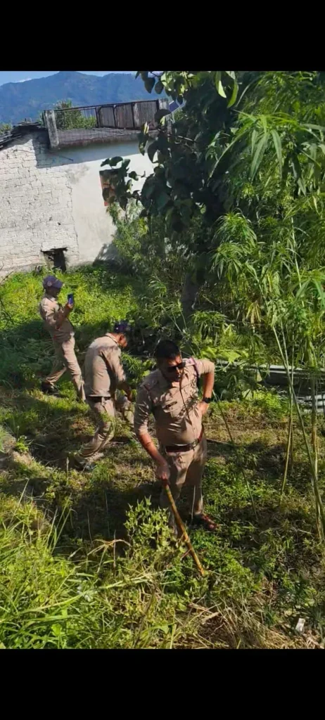 अल्मोड़ा पुलिस की बड़ी कार्रवाई, 6.5 नाली अवैध भांग की खेती नष्ट