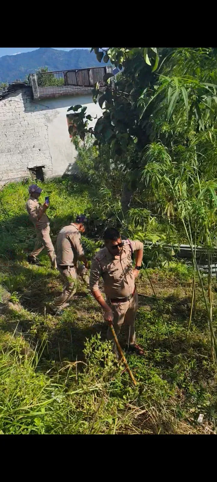 अल्मोड़ा पुलिस की बड़ी कार्रवाई, 6.5 नाली अवैध भांग की खेती नष्ट